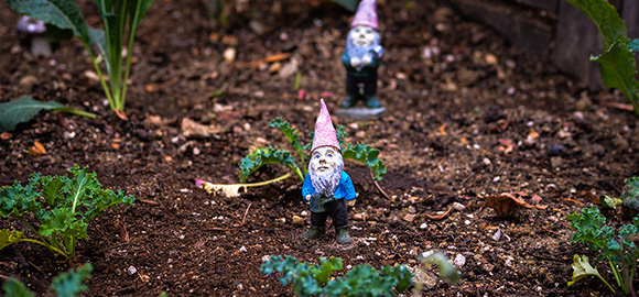 Gnomes N' Kale