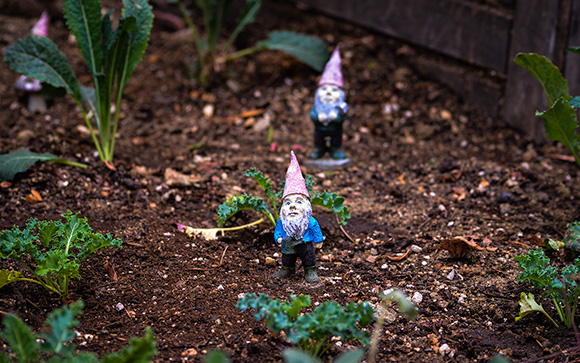 Gnomes N' Kale