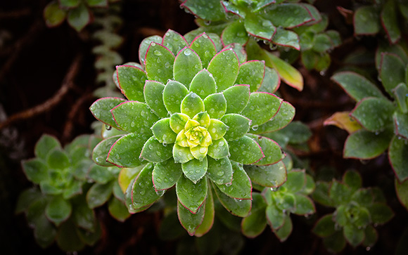 Wet Succulent