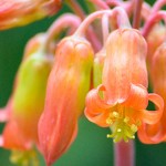 Hanging Succulent Flowers