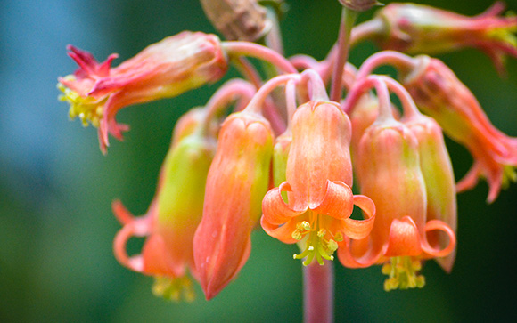 Hanging Succulent Flowers