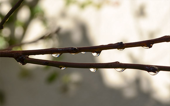 Branch Drops