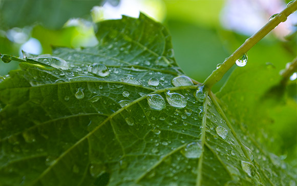 Grape Leaf Drops