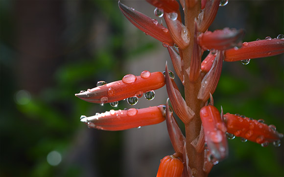Succulent Drops