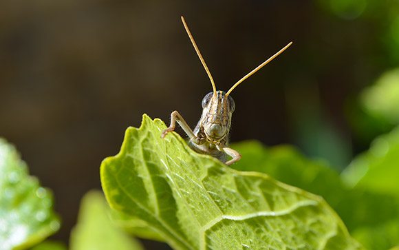 Hello Mr. Grasshopper